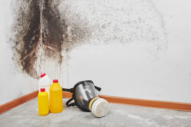 Professional Mold Remediation in Shawnee, KS