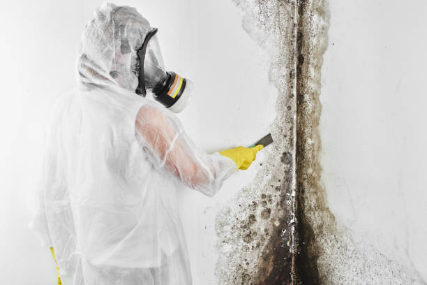Best Kitchen Mold Remediation in Shawnee, KS