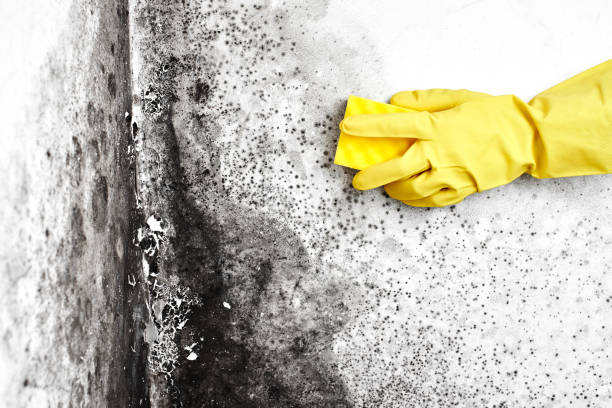 Best Black Mold Remediation in Shawnee, KS