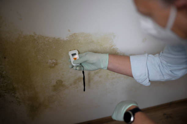Best Localized Mold Remediation (e.g., coastal areas, humid climates) in Shawnee, KS