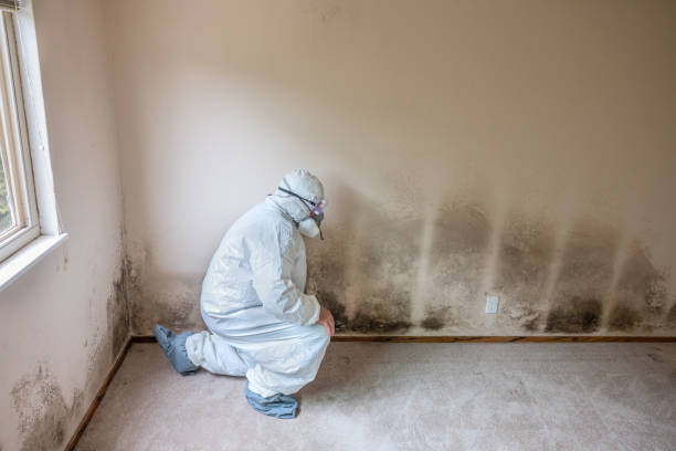 Best Crawl Space Mold Remediation in Shawnee, KS