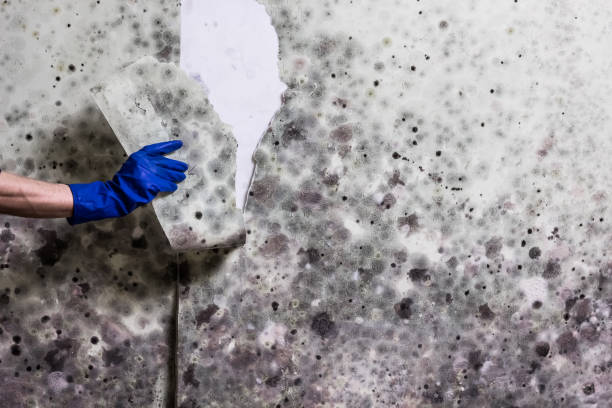 Best Mold Testing and Inspection Services in Shawnee, KS