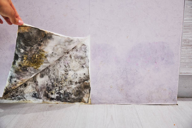 Best Emergency Mold Remediation in Shawnee, KS